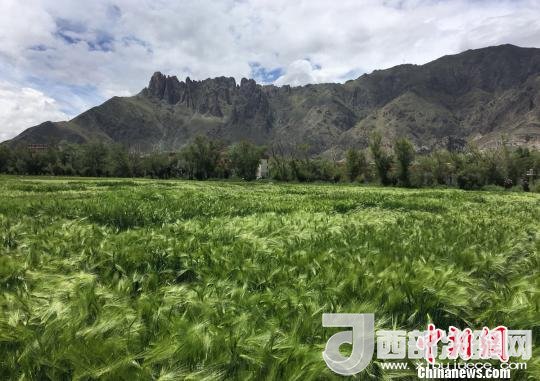2017年西藏青稞總產(chǎn)量達(dá)到79萬(wàn)噸，占糧食總產(chǎn)量的77%。圖為西藏青稞?！⊥跤窳?攝