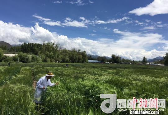 西藏與9家國(guó)家重點(diǎn)實(shí)驗(yàn)室合力促青稞增產(chǎn)、牦牛育肥