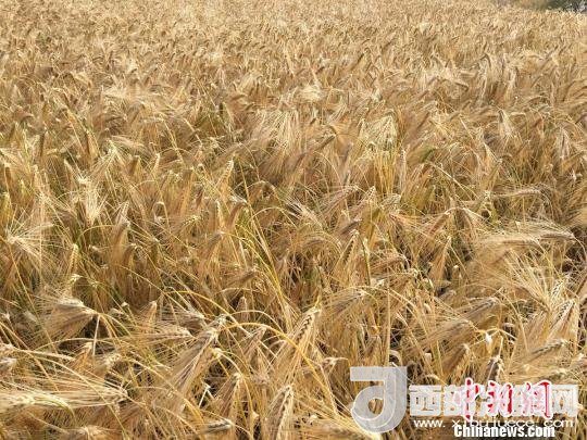 2017年西藏青稞種植面積達(dá)210多萬(wàn)畝，占糧食播種面積的75%。圖為成熟期的青稞。　王玉林 攝