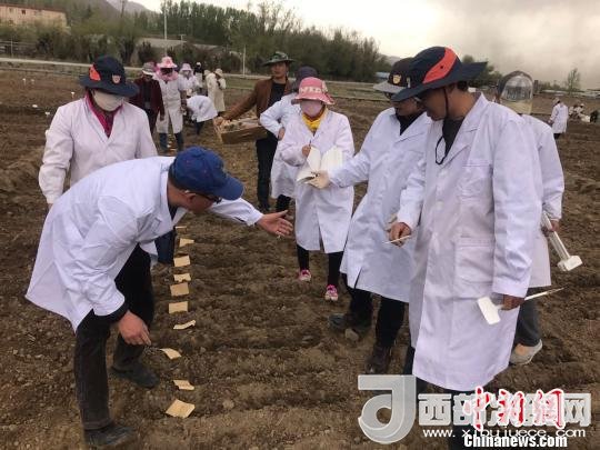 圖為研究員實(shí)地調(diào)研青稞生長(zhǎng)土壤?！⊥跤窳?攝