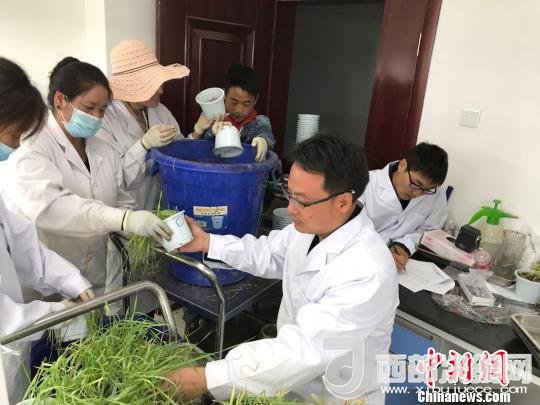 圖為研究員正在調(diào)查青稞感染白粉病情況?！⊥跤窳?攝