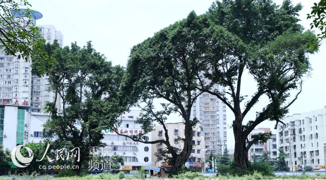 黃桷樹廣場(chǎng)正在建設(shè)中。王嫚 攝