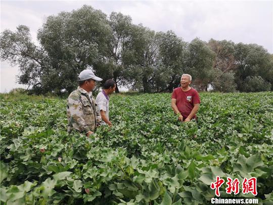 遠(yuǎn)改忠在棉花地里為連隊職工分享種植經(jīng)驗?！“叉陆?攝