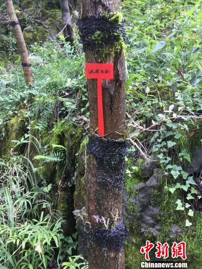 貴州同威生物科技有限公司鐵皮石斛種植?！≈軏?攝