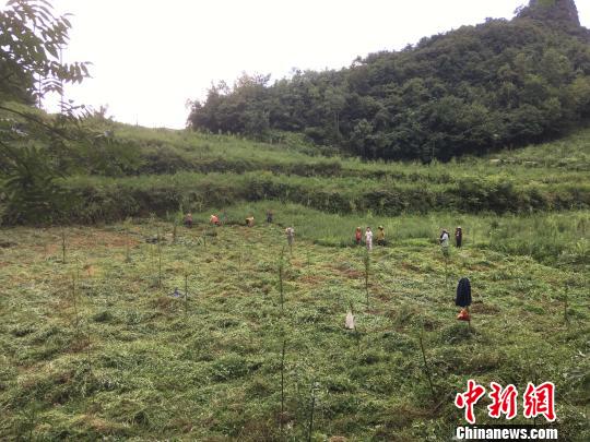 貴州同威生物科技有限公司天麻種植基地?！≈軏?攝